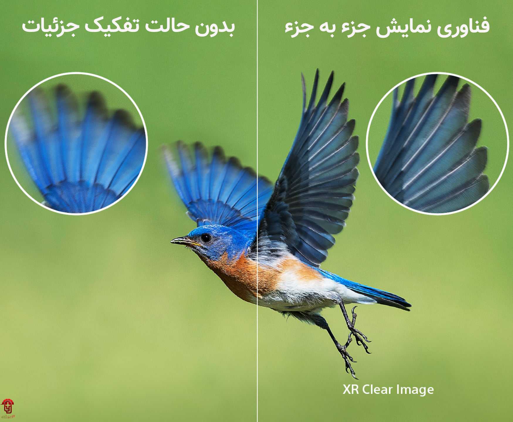 نمایش تصویر تلویزیون سونی مدل 55A80L